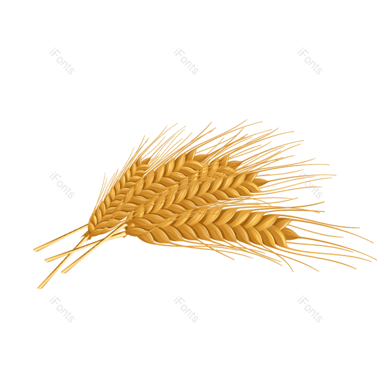 芒种图片,秋天元素,麦子PNG,丰收免抠素材